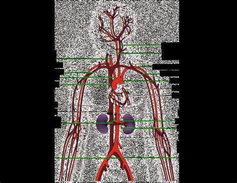We hope this post inspired you and help you what you are looking for. 25 Human Veins and Arteries Diagram | Markcritz Template ...