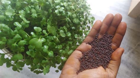 How To Grow Mustard Seed Plants Easily With Few Soilఇలా వేస్తే మొలకలు