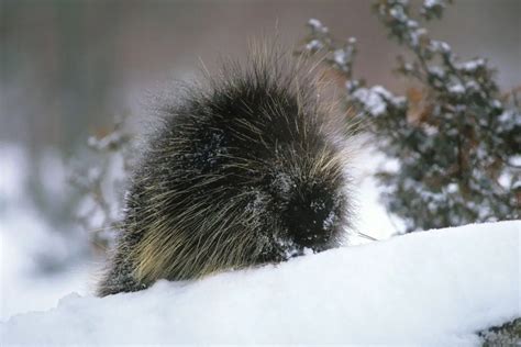 How Do Porcupines Stay Warm Naturenibble