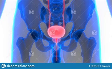 Human Body Organs Urinary System Bladder Anatomy Stock