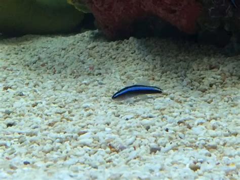 Neon Goby Elacatinus Oceanops Easy Breeder Or Challenging Saltwater