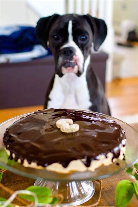 Our homemade liver cake recipe for dog treats is sure to be a firm favourite with your dogs. 7 Homemade Dog Food & Treat Recipes For The Holidays ...
