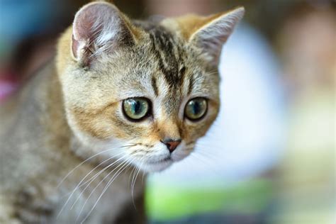 Miliary Dermatitis — Scabby Cat Disease Tucson Vets