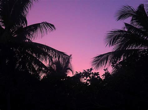 Free Photo Palm Trees Purple Sunset Background