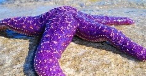 Purple Starfish Tanked Pinterest Starfish Ocean And