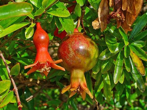 Buy Herbalism Anaar Kamphoi Dalimb Dalimba Madulai Pomegranate Punica