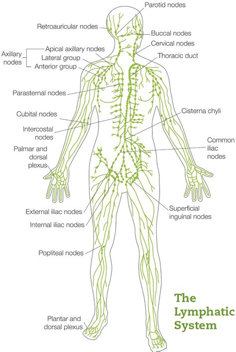 Diagram Lymph Nodes Lymphatic System Diagram Mydiagramonline