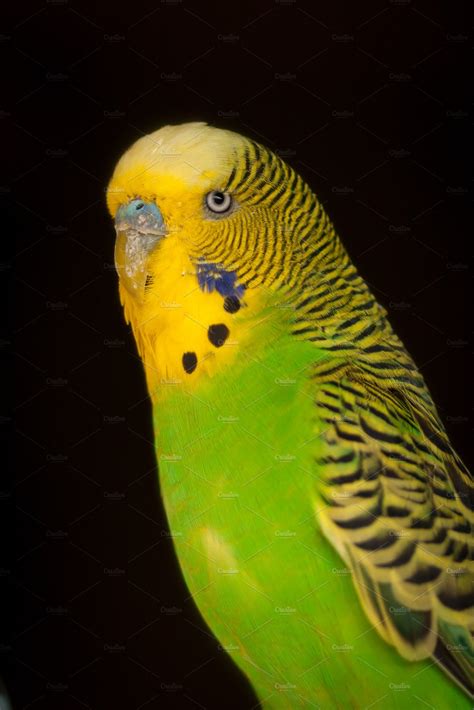 Green And Yellow Parakeet High Quality Animal Stock Photos Creative