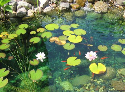 Lily Pads And Goldfish Nature Aesthetic Beautiful Nature Water Lilies