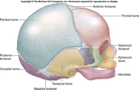Fontanels Of The Fetal Skull Occipital Fontanel Sphenoidal Masoid