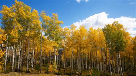 Best Leaf Peeping Locations Near Denver MSU Denver RED