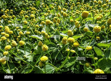 Acmella Lemon Drops Hi Res Stock Photography And Images Alamy