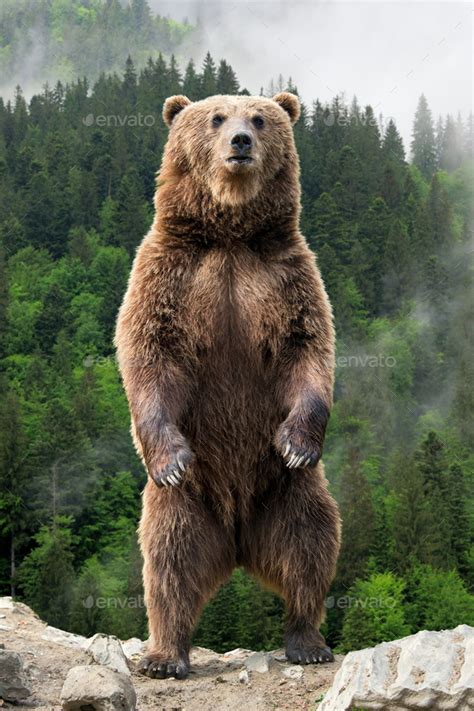 Even when we see him out the window, she. Big brown bear standing on his hind legs Stock Photo by ...