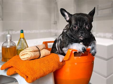 Funny Dog Wash In A Basin Taking A Bath Stock Photo Image Of Bulldog