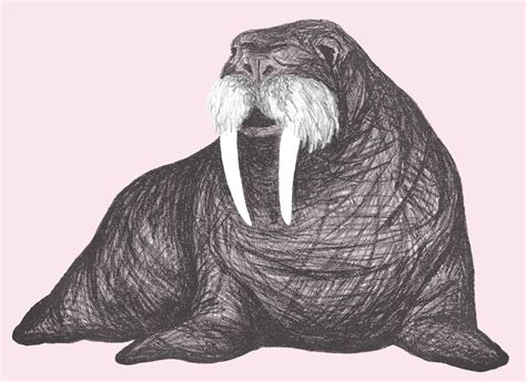 Printable Art Walrus Drawing In Pink 8 X10 11x14 Instant Etsy Uk