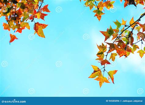 Beautiful Autumn Leaves And Sky Background In Fall Season Stock Photo