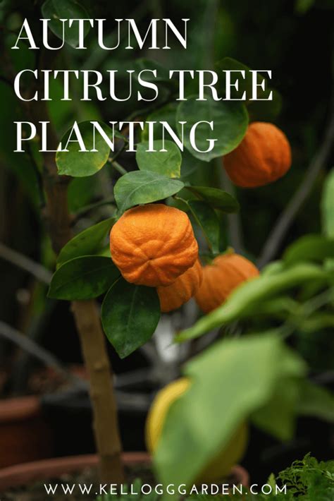 Citrus Tree Guide Best Time To Plant Kellogg Garden Organics™