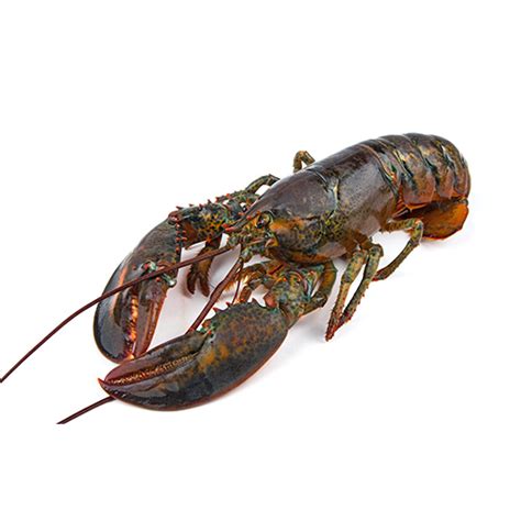 Live Canadian Lobster Only For Pick Up Odeon