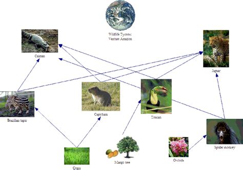 Food Web Interaction And Explanation Tropical Rainforest