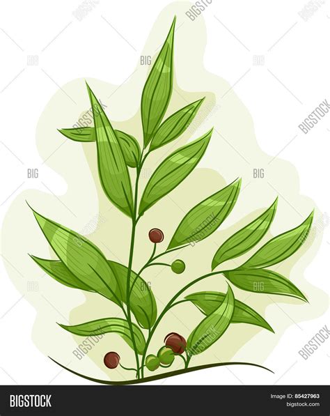 Illustration Tea Tree Vector And Photo Free Trial Bigstock