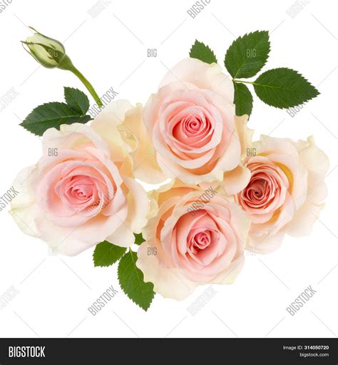 Imagen Y Foto Pink Roses Isolated Prueba Gratis Bigstock
