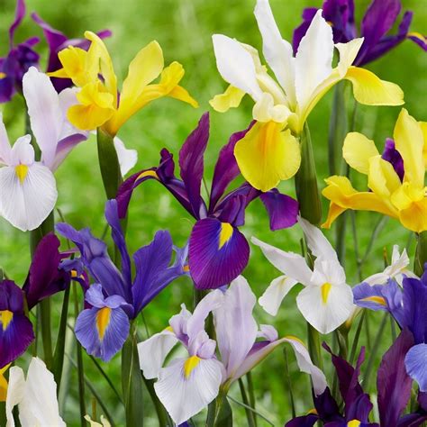 Buy Dutch Iris Bulbs Syn Iris Hollandica Dutch Iris Select Growers Mixture Delivery By