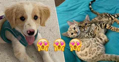 Newly Adopted Pets That Will Melt Your Heart