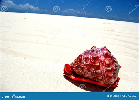 Red Sea Shell On White Sand Stock Image Image Of Ocean Sand 6962083