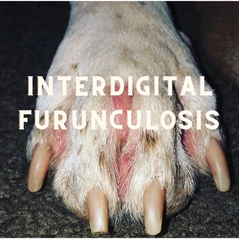 How We Healed Interdigital Furunculosis Naturally Furbal Remedies