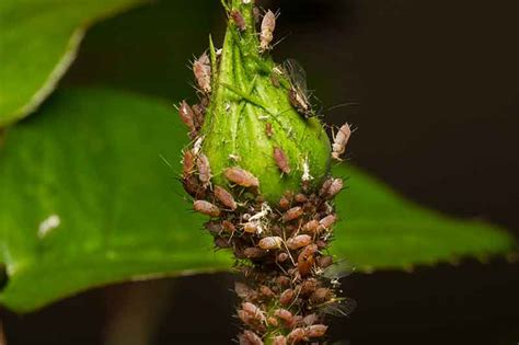 How To Identify And Control Common Plant Pests