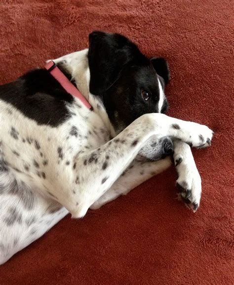 The people behind humming puppy teamed up with one of the world's leading acoustic engineers to incorporate a combination of frequencies into the room, including the frequency of the earth itself, to enhance and. English Pointer Puppies For Sale Kansas