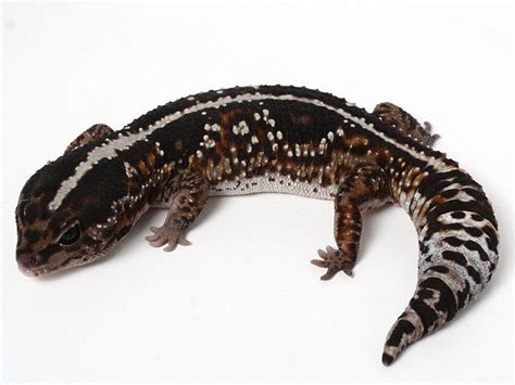 Pin On Reptiles Amphibians And Vivariums