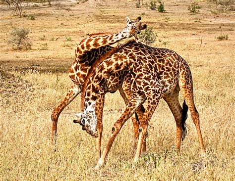 Giraffe Facts The Garden Of Eaden