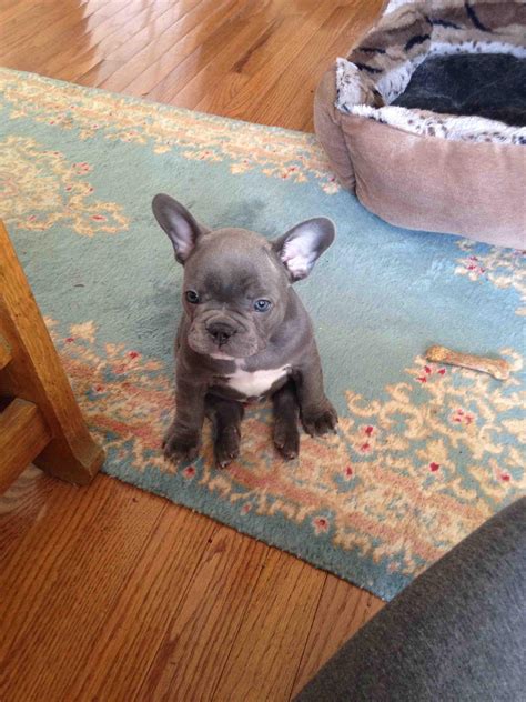 An owner of a dog will become immune from the very unique smells from their dogs. SO's grandma got a new French bulldog puppy. This is how ...