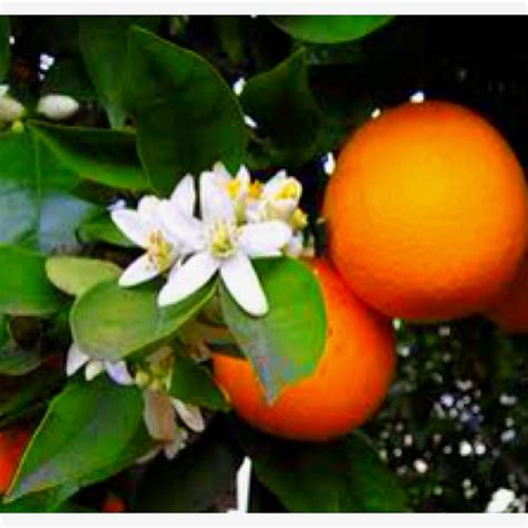 Orange Blossoms And Orange Neroli Essential Oil Orange Essential Oil