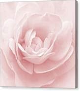 Soft Whispers Pink Rose Flower Photograph By Jennie Marie Schell Fine