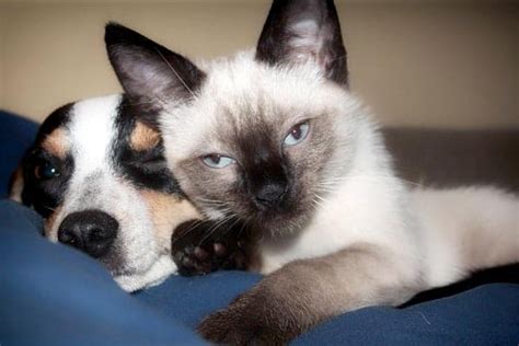 They can be taught to use the litter box, not bite humans in any case, ferrets like to get their hands on everything. Do Siamese Cats Get Along With Dogs? Facts Pet Owners don ...