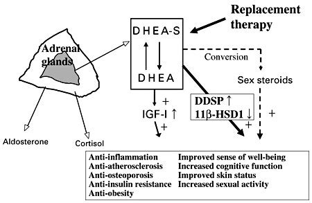 Mechanism Of Action Of Dhea And Dhea S Download Scientific Diagram