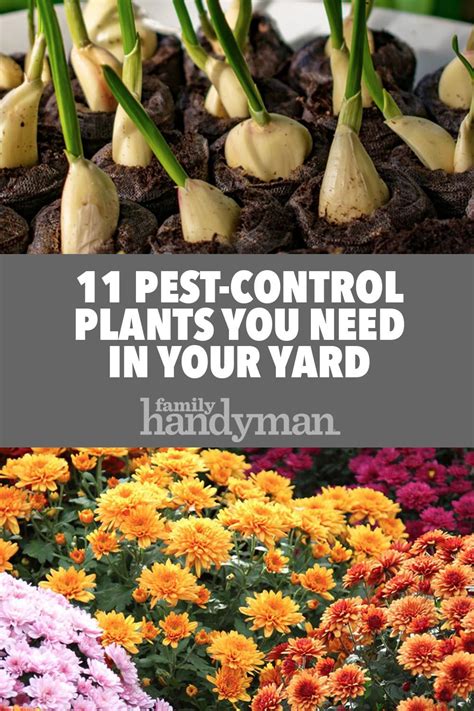11 Pest Control Plants You Need In Your Yard Pest Control Plants Best