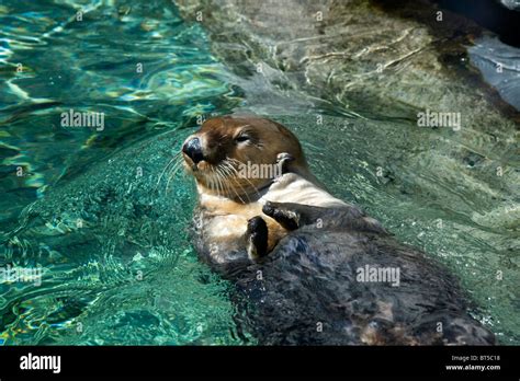 Sea Otter At Vancouver Aquarium Stock Photo Alamy
