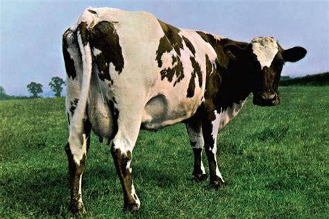 pink floyd records reintroduces pink floyd catalogue on vinyl with atom heart mother meddle