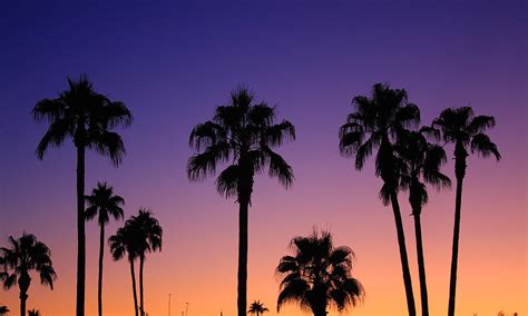 Colorful Tropical Palm Tree Sunset Photograph By James Bo Insogna