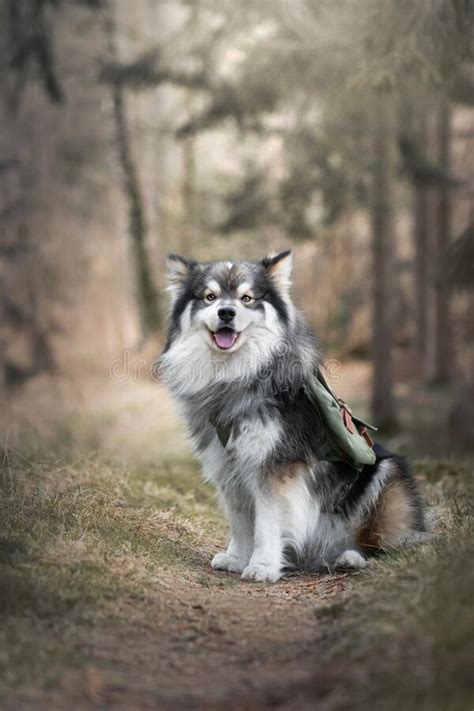 Portrait Of A Finnish Lapphund Dog Outdoors Stock Image Image Of