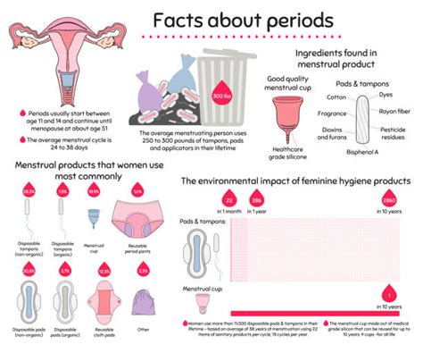 Menstrual Cycle Infographic Illustrations Royalty Free Vector Graphics