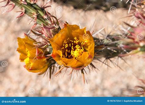 Yellow Cactus Flowers In Desert Stock Photo Image Of Closeup Nature