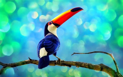 Toucan Parrot Bird Tropical 16 Wallpapers Hd Desktop And Mobile Backgrounds