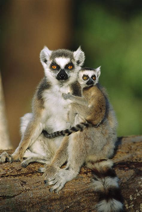 Ring Tailed Lemur Mother And Baby Photograph By Cyril Ruoso