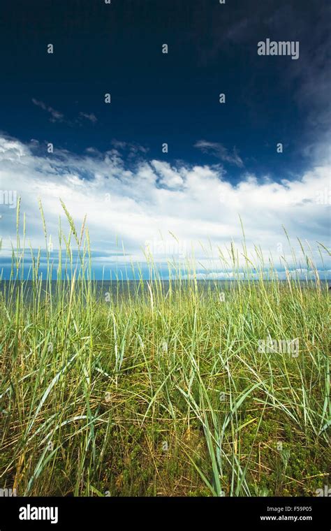 Grass At The Seaside Stock Photo Alamy