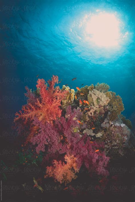 Coral Reef Underwater By Stocksy Contributor Jovana Milanko Stocksy