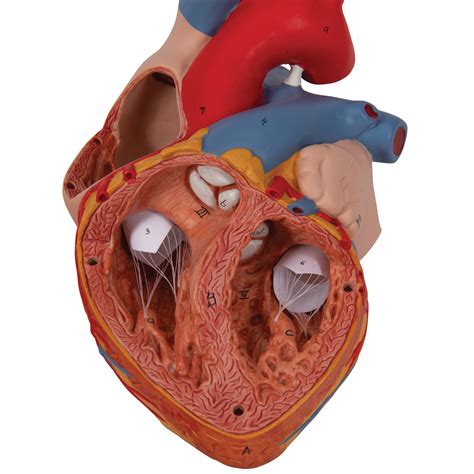 Corazón veces su tamaño natural de piezas B Smart Anatomy B Scientific
